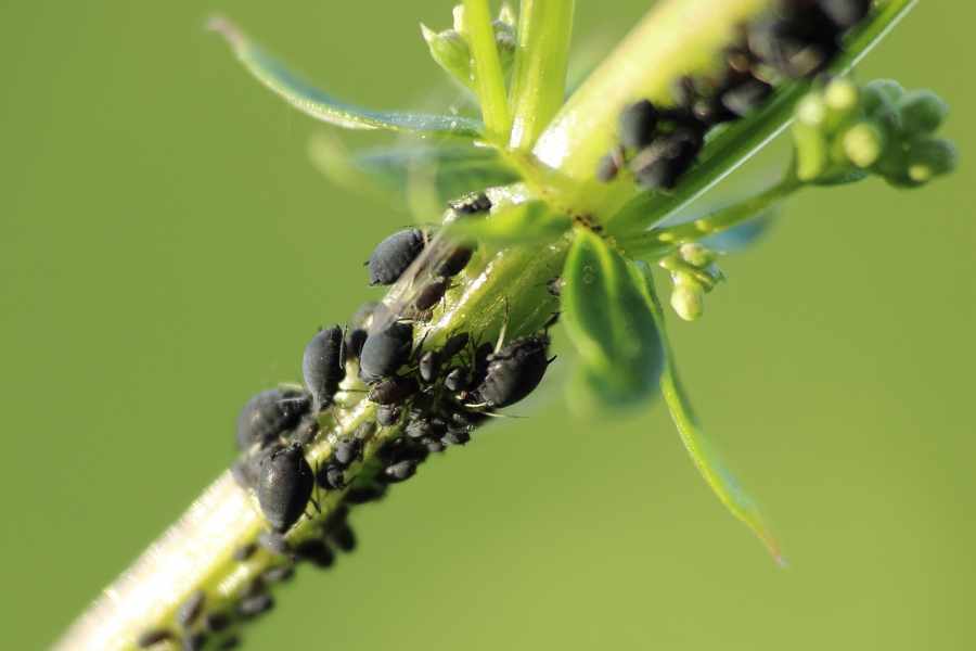 I 7 rimedi naturali che non conoscevi contro gli afidi e i parassiti delle piante