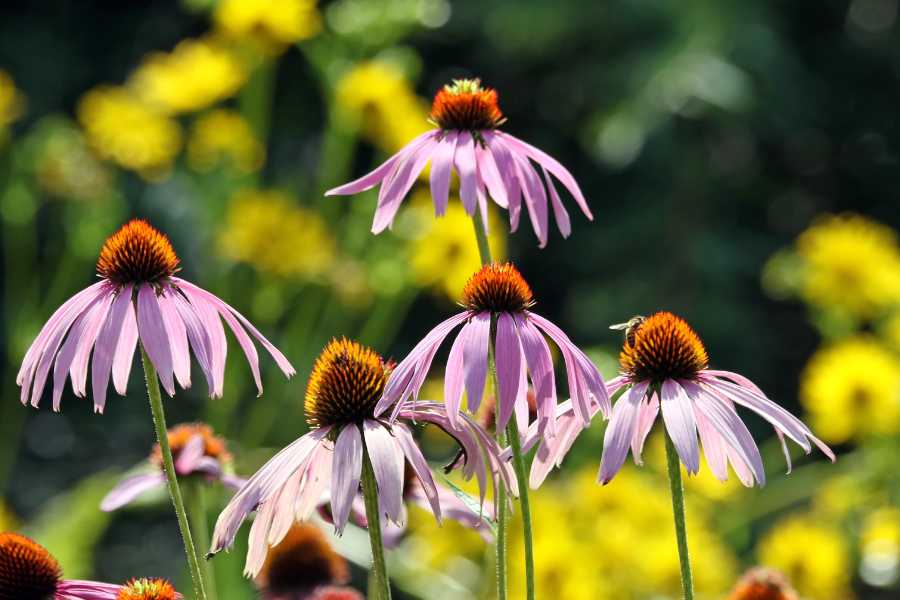 fiori estivi perenni