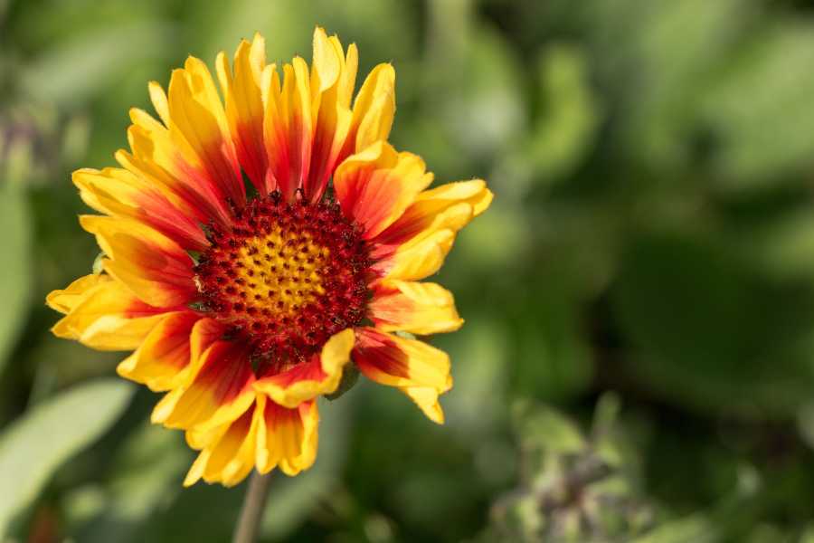 fiori che fioriscono tutta l'estate in pieno sole