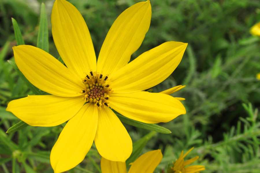 fiori che fioriscono tutta l'estate