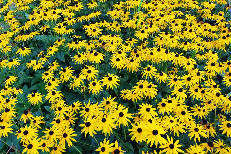 fiori che fioriscono tutta l'estate in pieno sole