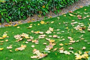 la manutenzione del prato in autunno nel giardino