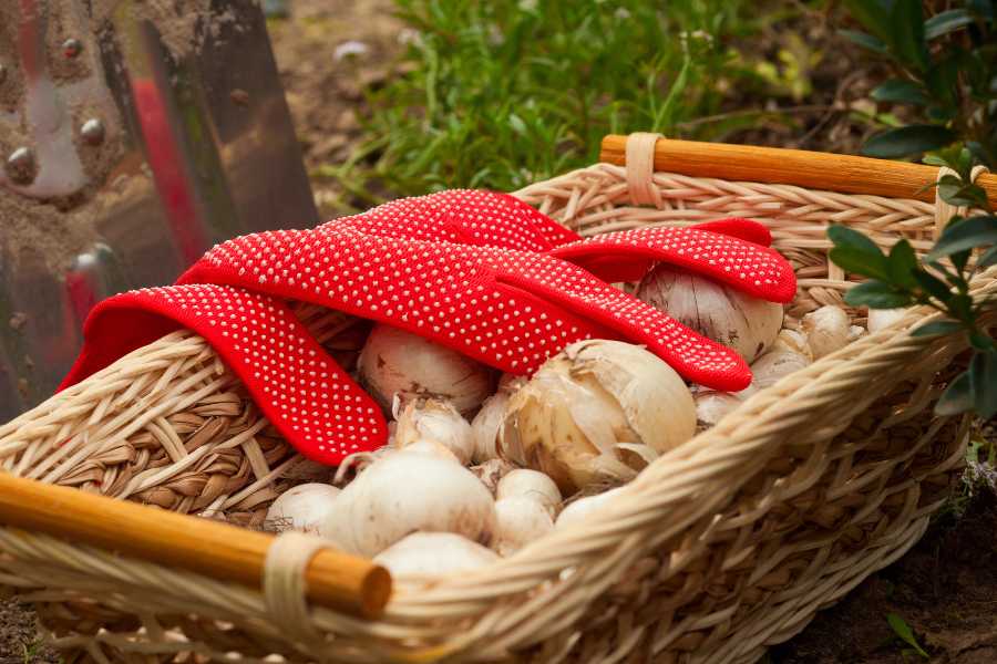 piantare i bulbi primaverili ad autunno in giardino