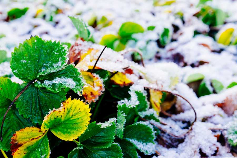 preparazione al gelo per il giardino in autunno