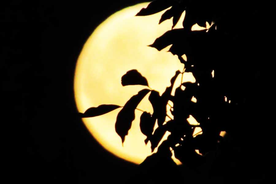 le fase lunari nella semina a settembre