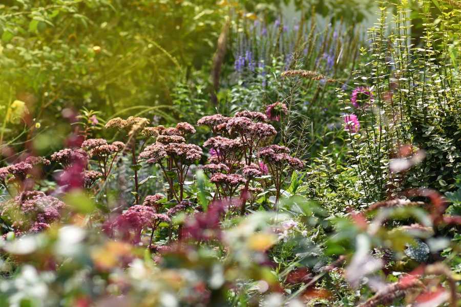 fiori e piante autunnali