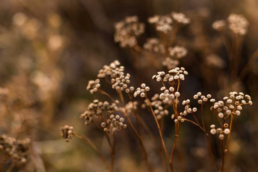 composizioni autunnali da sogno per il giardino