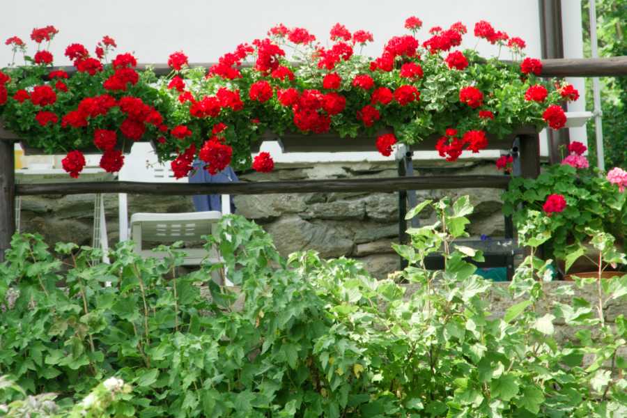 Fiori estivi da balcone: i migliori per bellezza e facilità di cura!