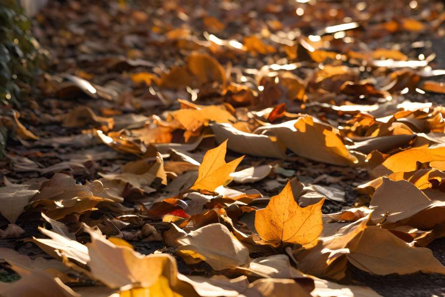 fiori e piante invernali perenni e resistenti al freddo