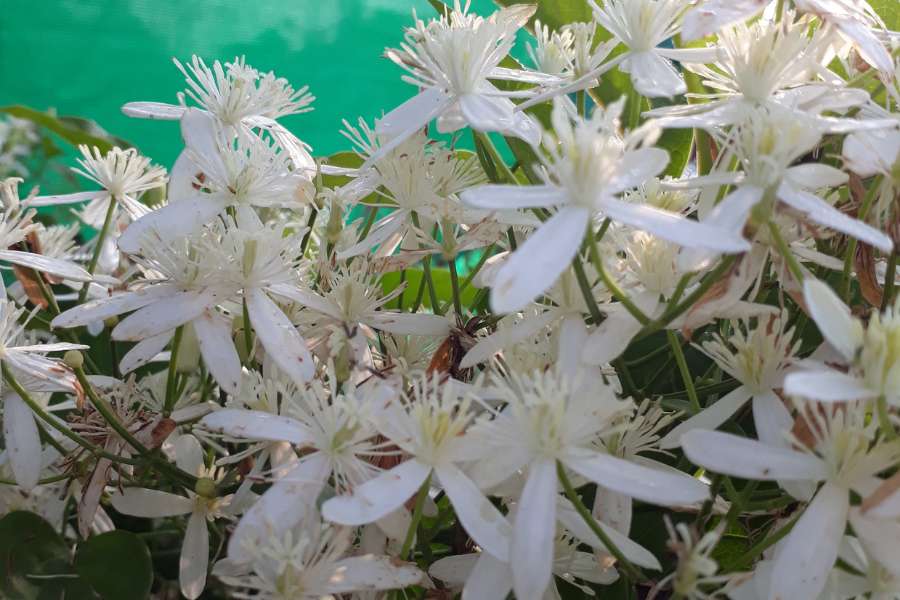 fiori resistenti al gelo rampicanti 