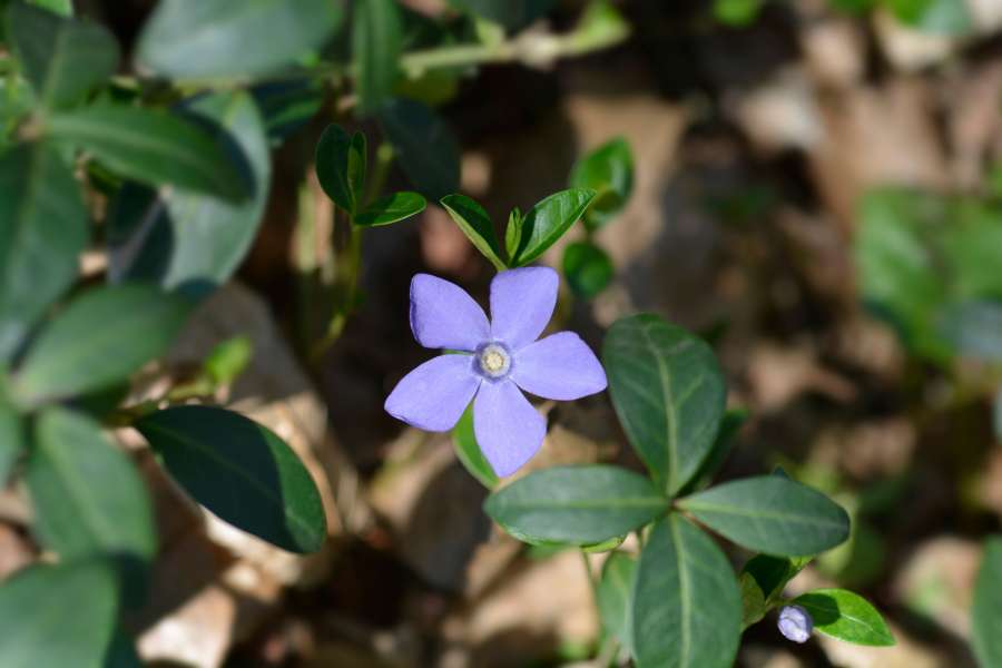 piante da ombra invernali 