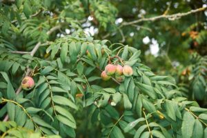 quali verdure seminare a settembre